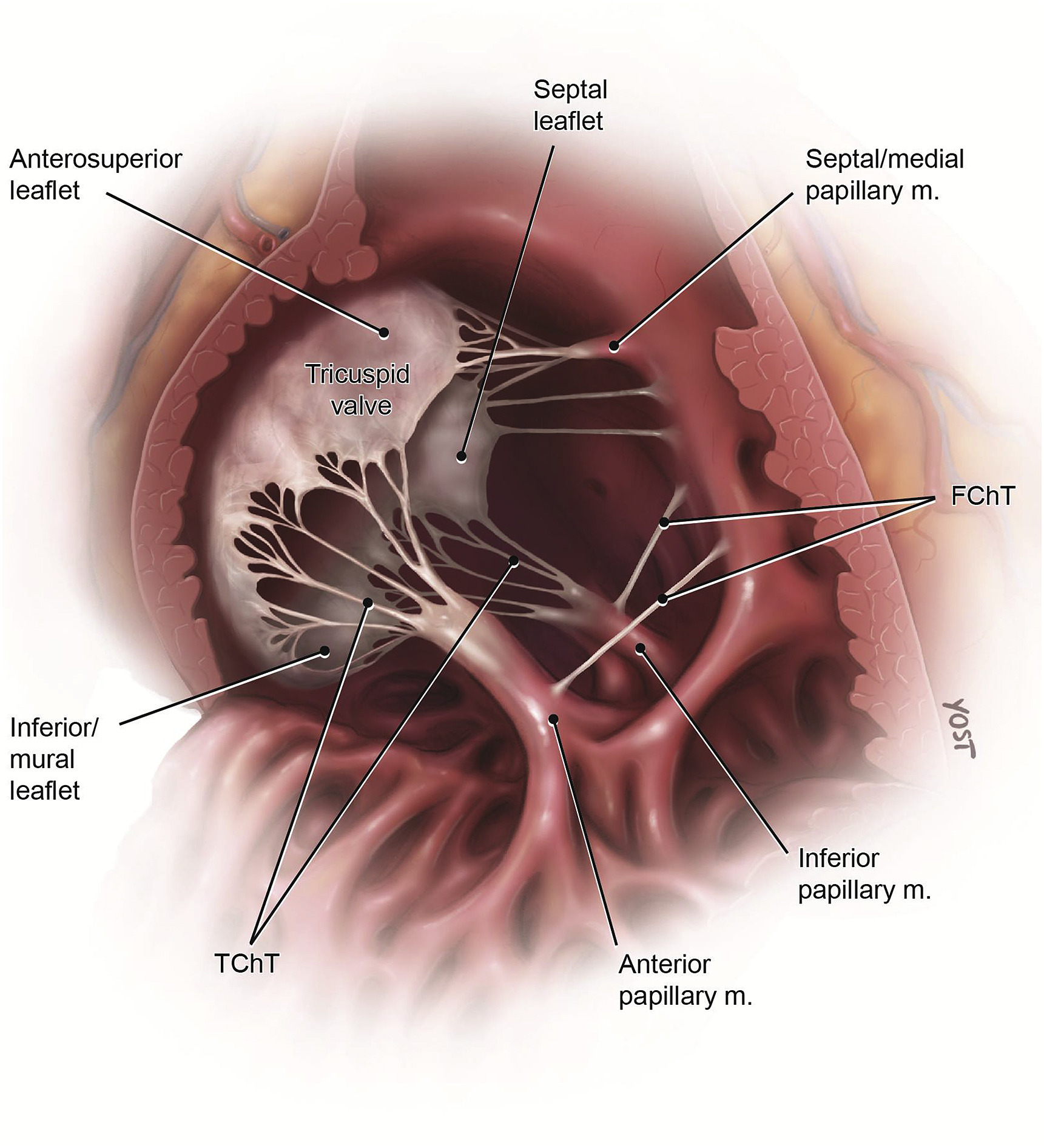 Yost Drawing Detailed view of tricuspid valve English labels